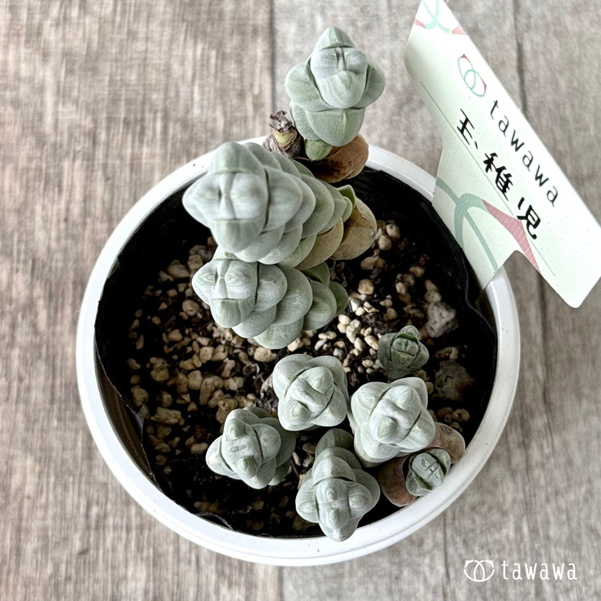 玉稚児【tawawaハウス苗】