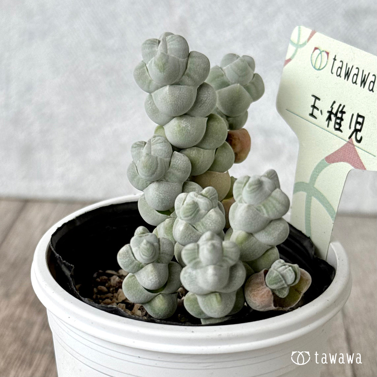 玉稚児【tawawaハウス苗】