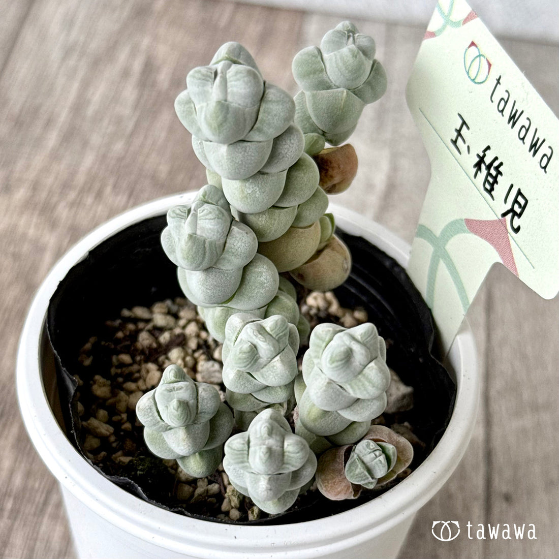 玉稚児【tawawaハウス苗】