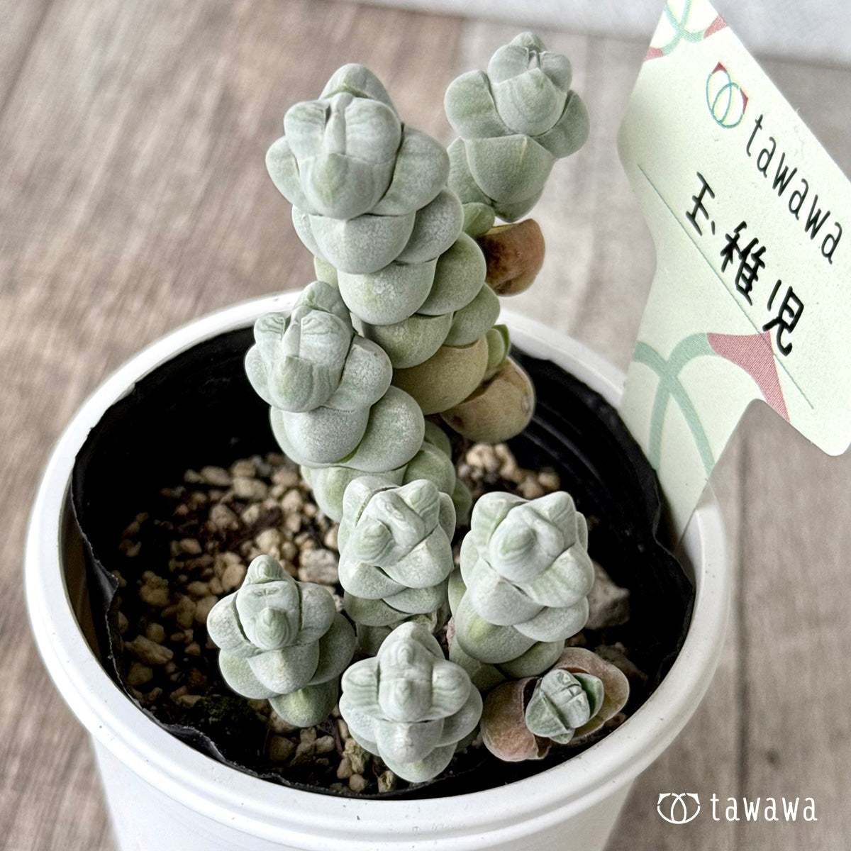 玉稚児【tawawaハウス苗】