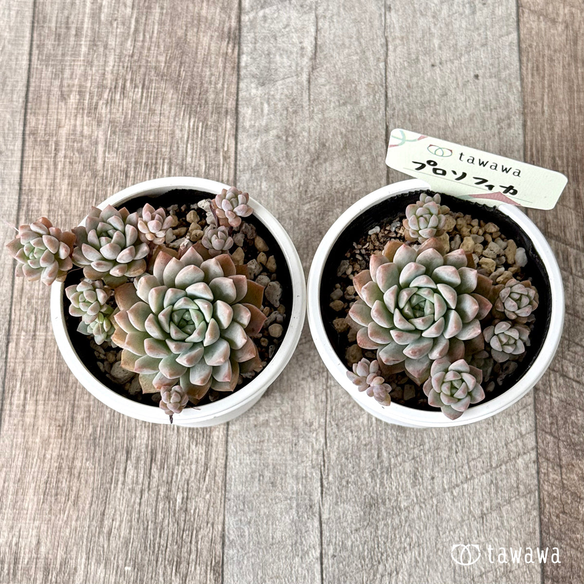 プロリフィカ 【tawawaハウス苗】