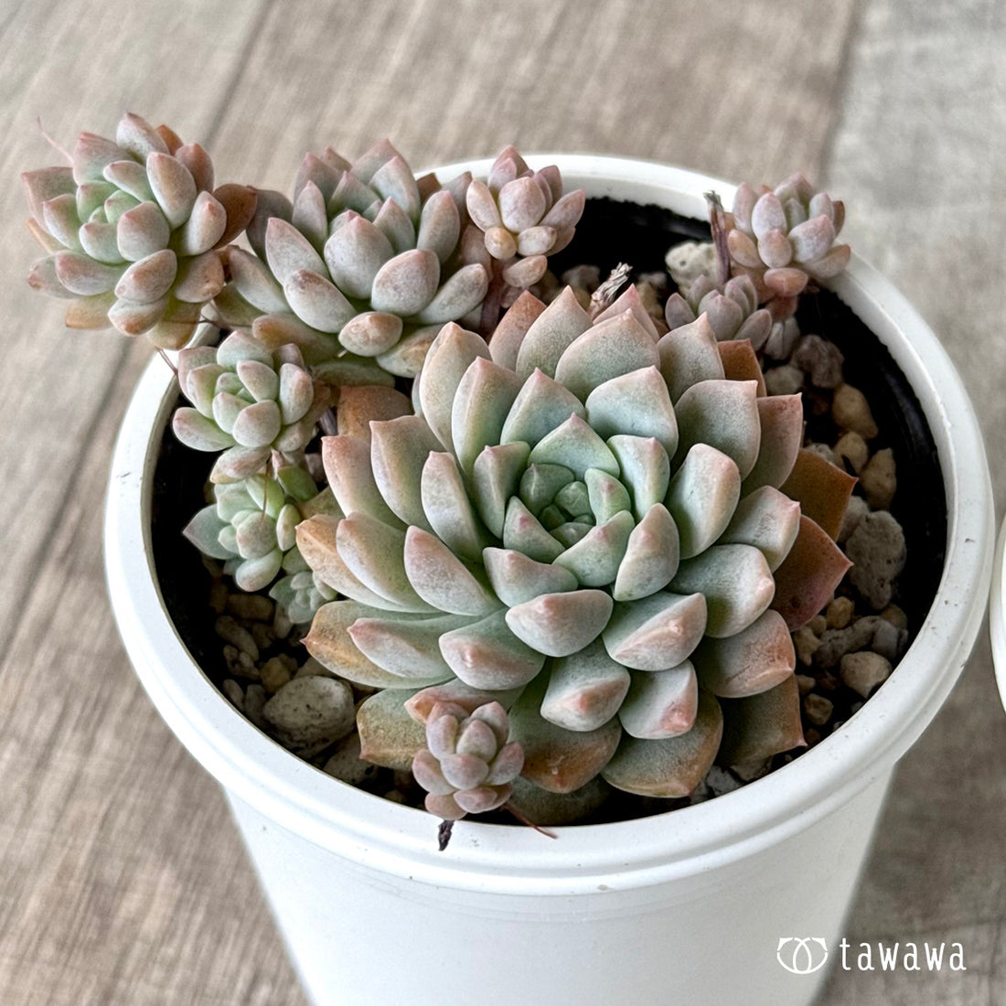 New arrival* Prolifica Nishiki