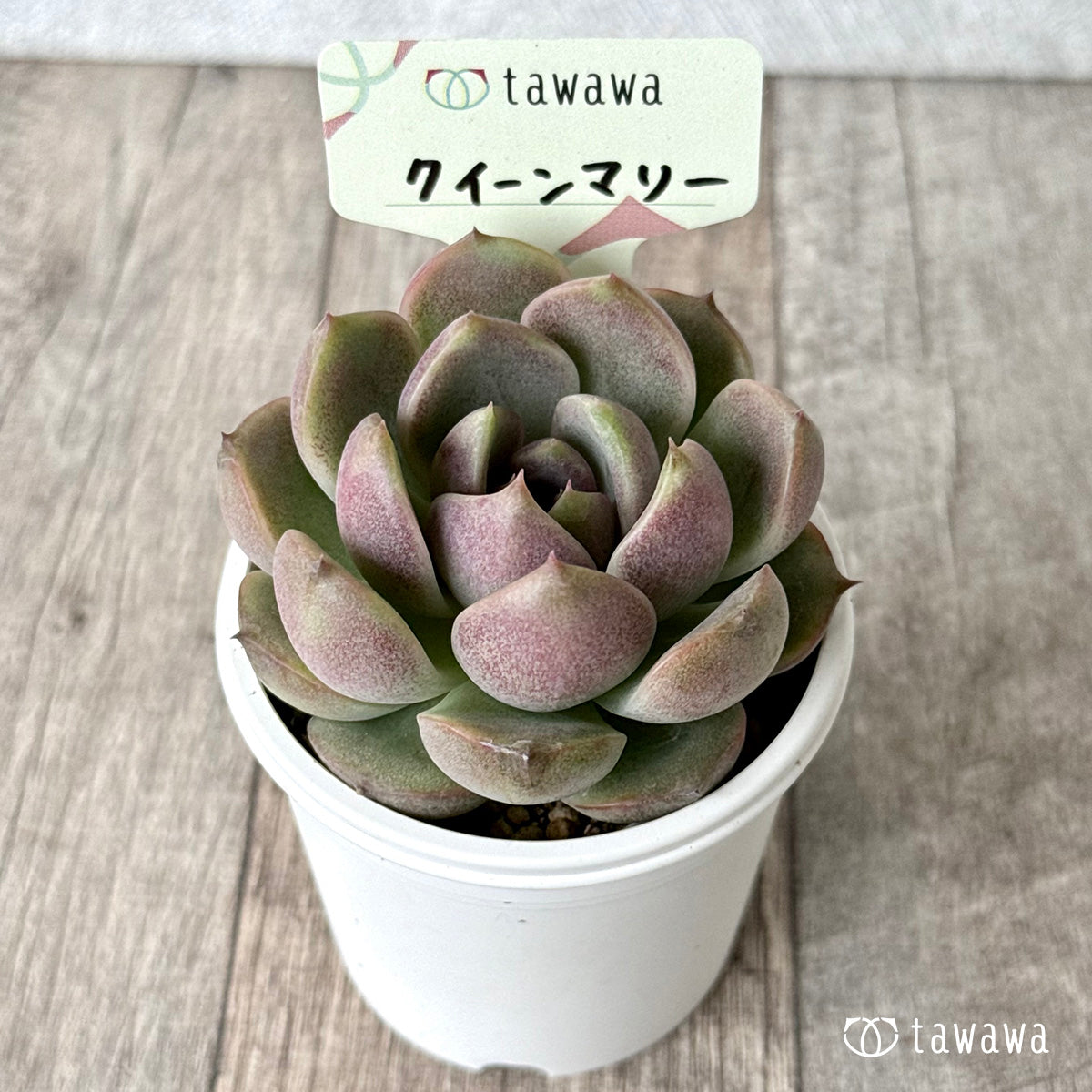 *新発売* クイーンマリー【tawawaハウス苗】