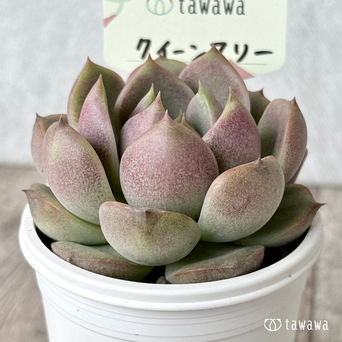 *新発売* クイーンマリー【tawawaハウス苗】