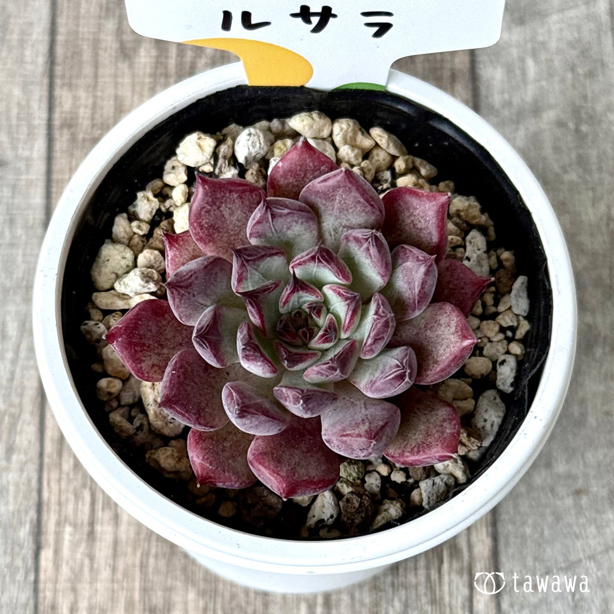 ルサラ(チャンヒー農園)【tawawaハウス苗】