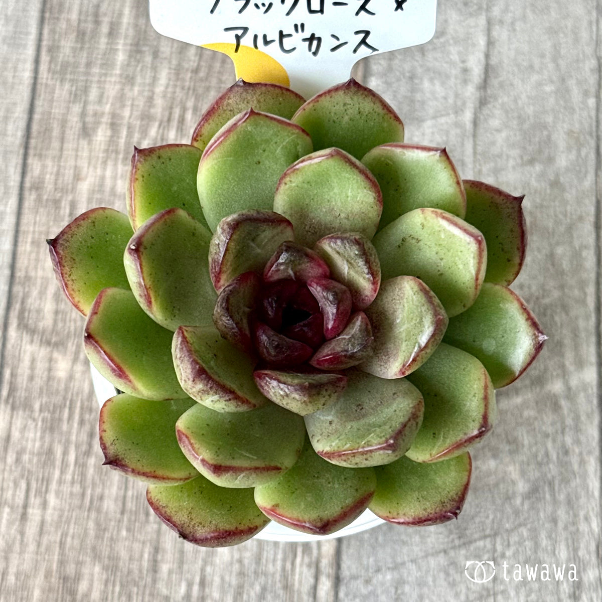 ブラックローズ×アルビカンス(チャンヒー農園)【tawawaハウス苗】