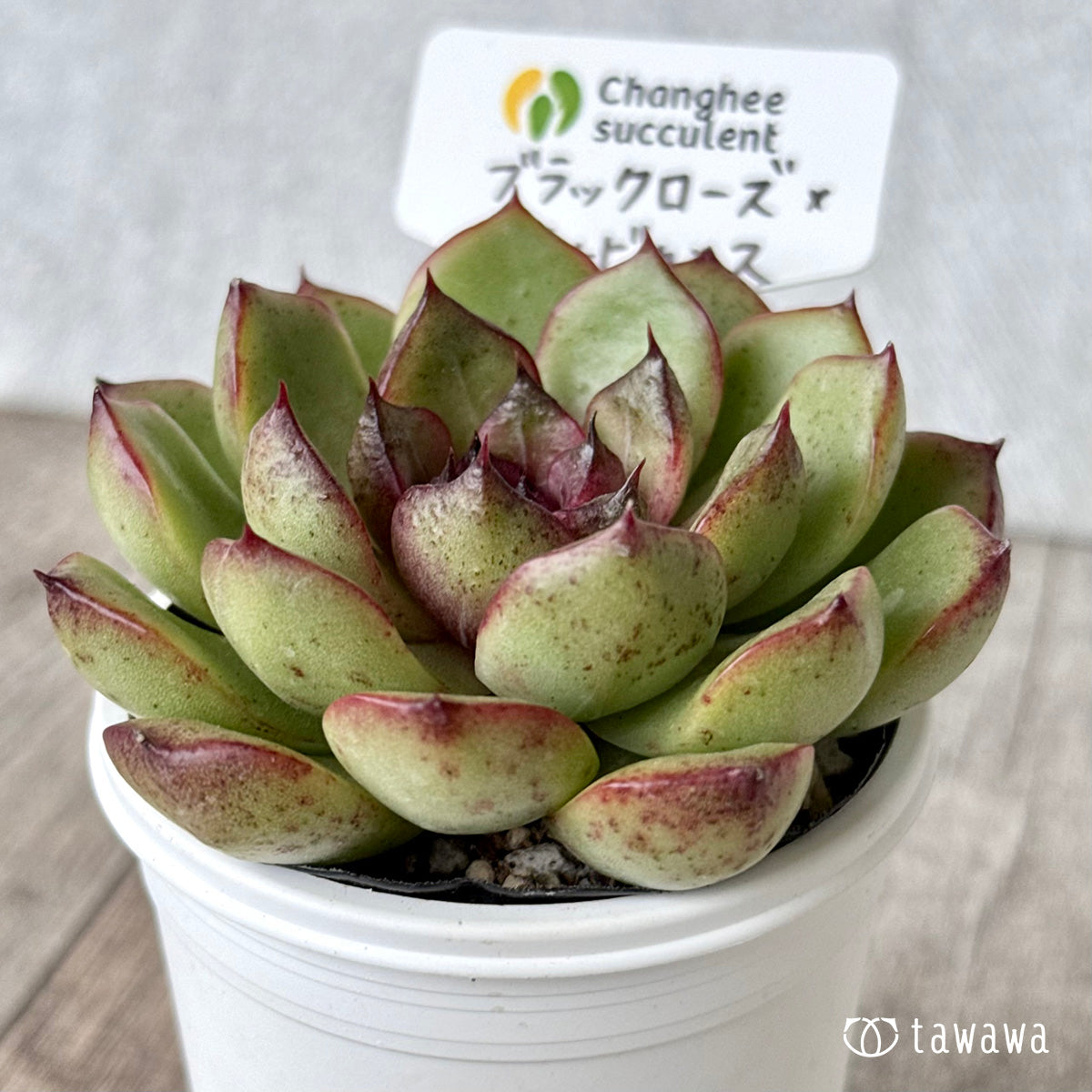 ブラックローズ×アルビカンス(チャンヒー農園)【tawawaハウス苗】