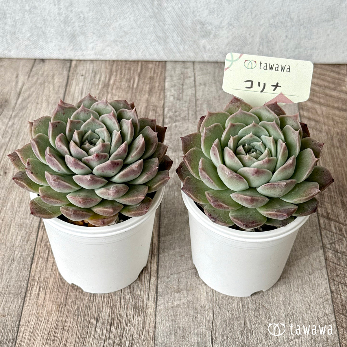 コリナ(エアーマジック農園)【tawawaハウス苗】