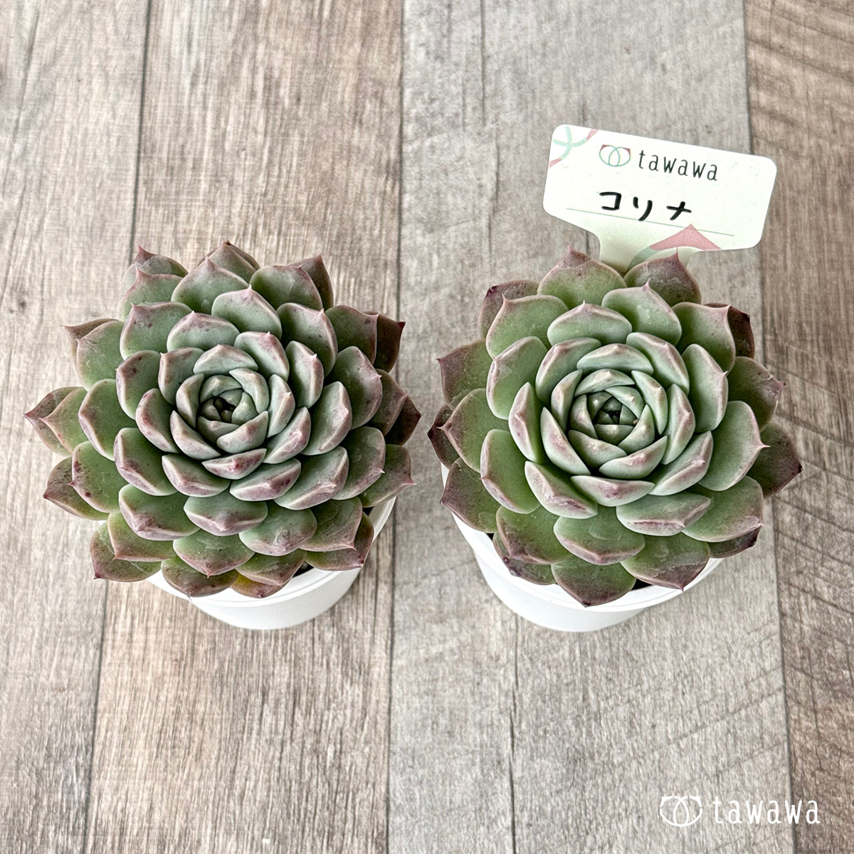 コリナ(エアーマジック農園)【tawawaハウス苗】