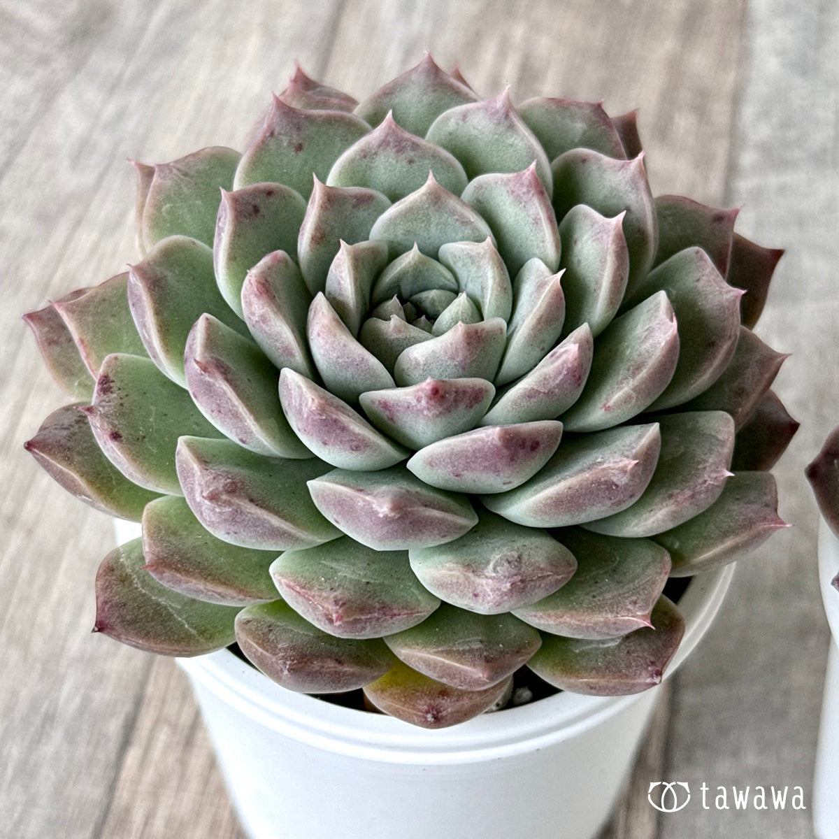 コリナ(エアーマジック農園)【tawawaハウス苗】