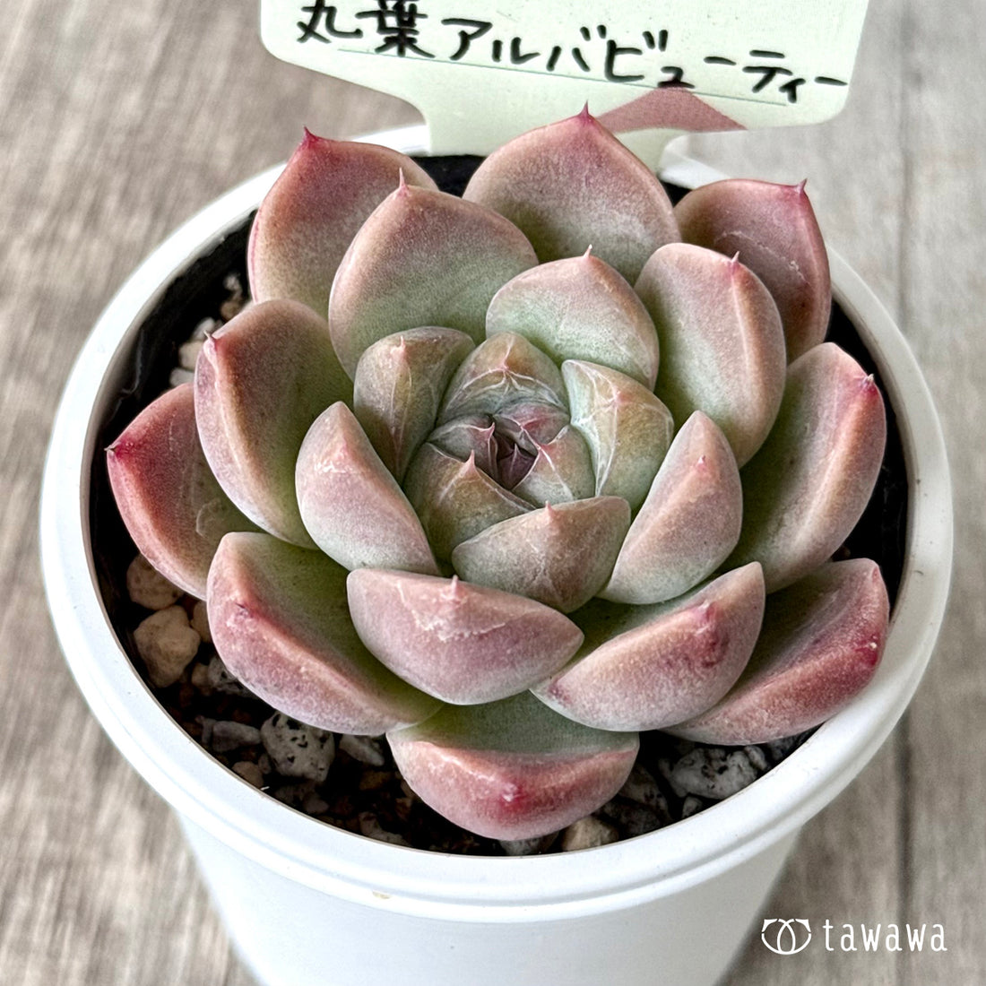 丸葉アルバビューティー 【tawawaハウス苗】