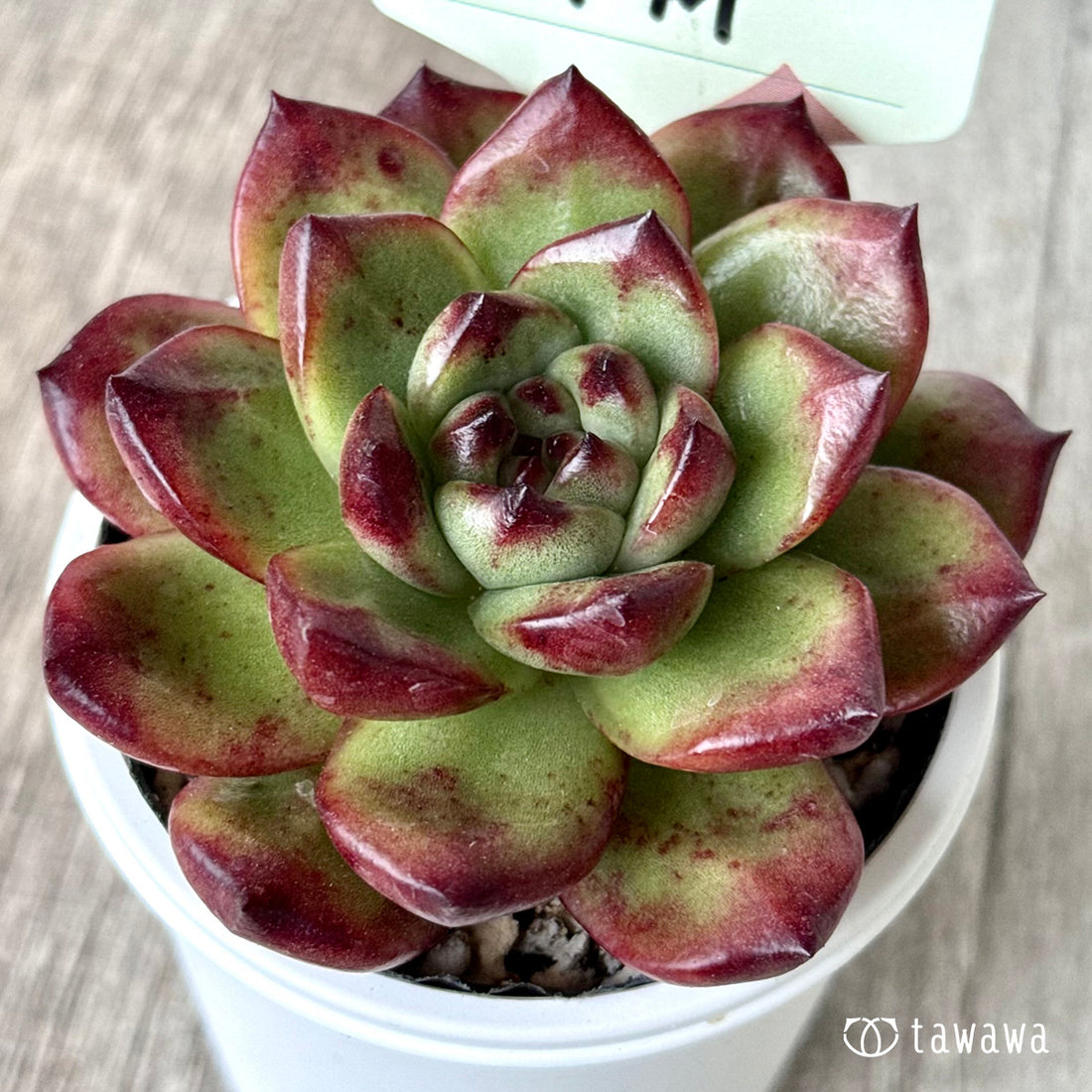 TM 【tawawaハウス苗】