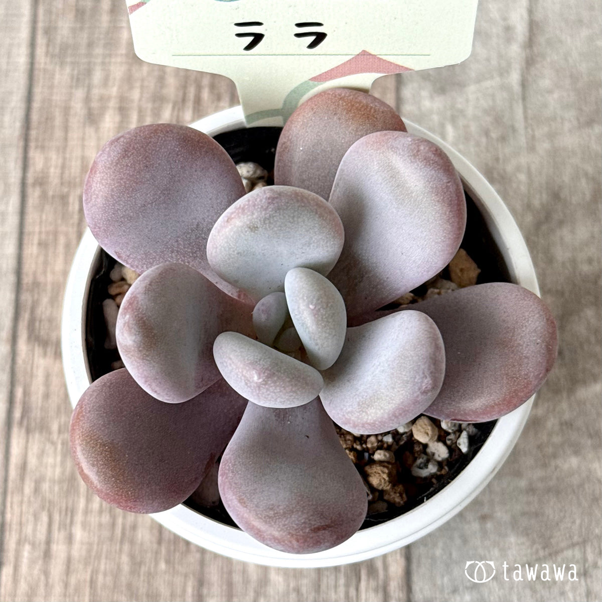 ララ【tawawaハウス苗】