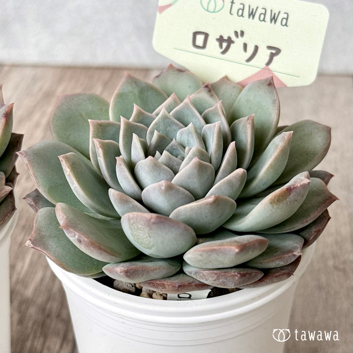 *新発売* ロザリア【tawawaハウス苗】