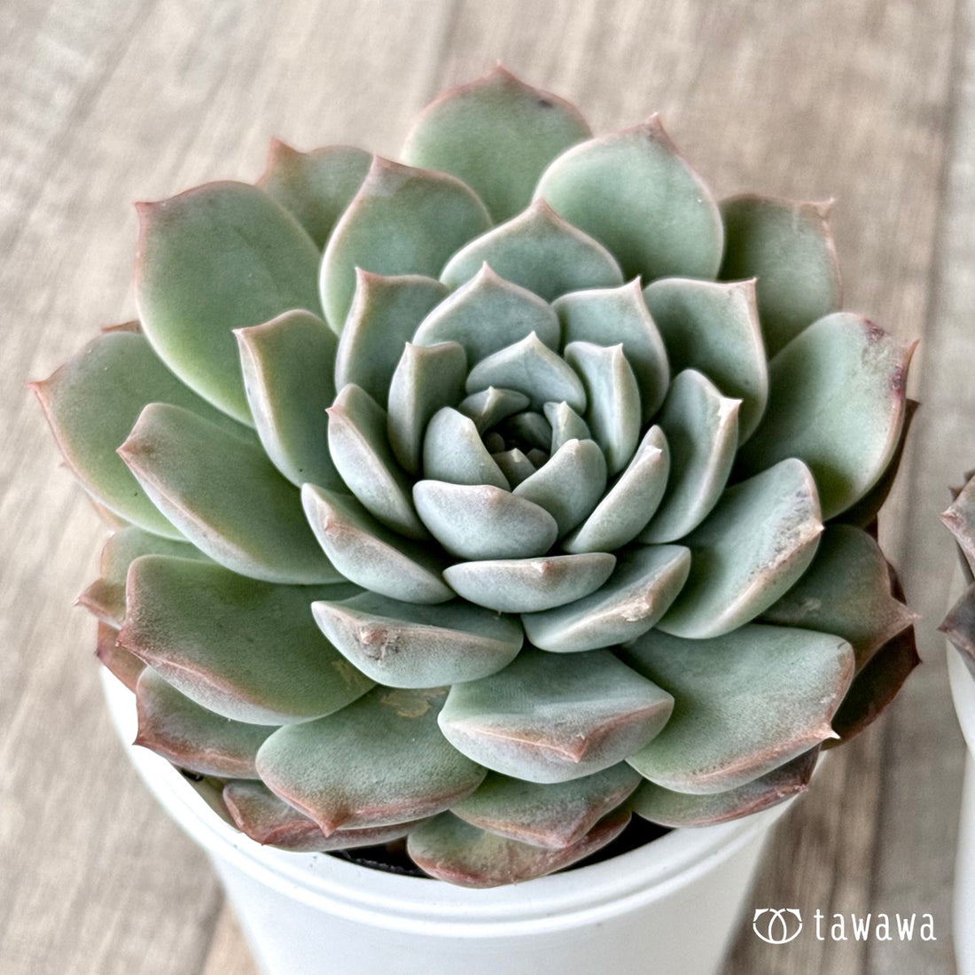 New Arrivals: Ice Green