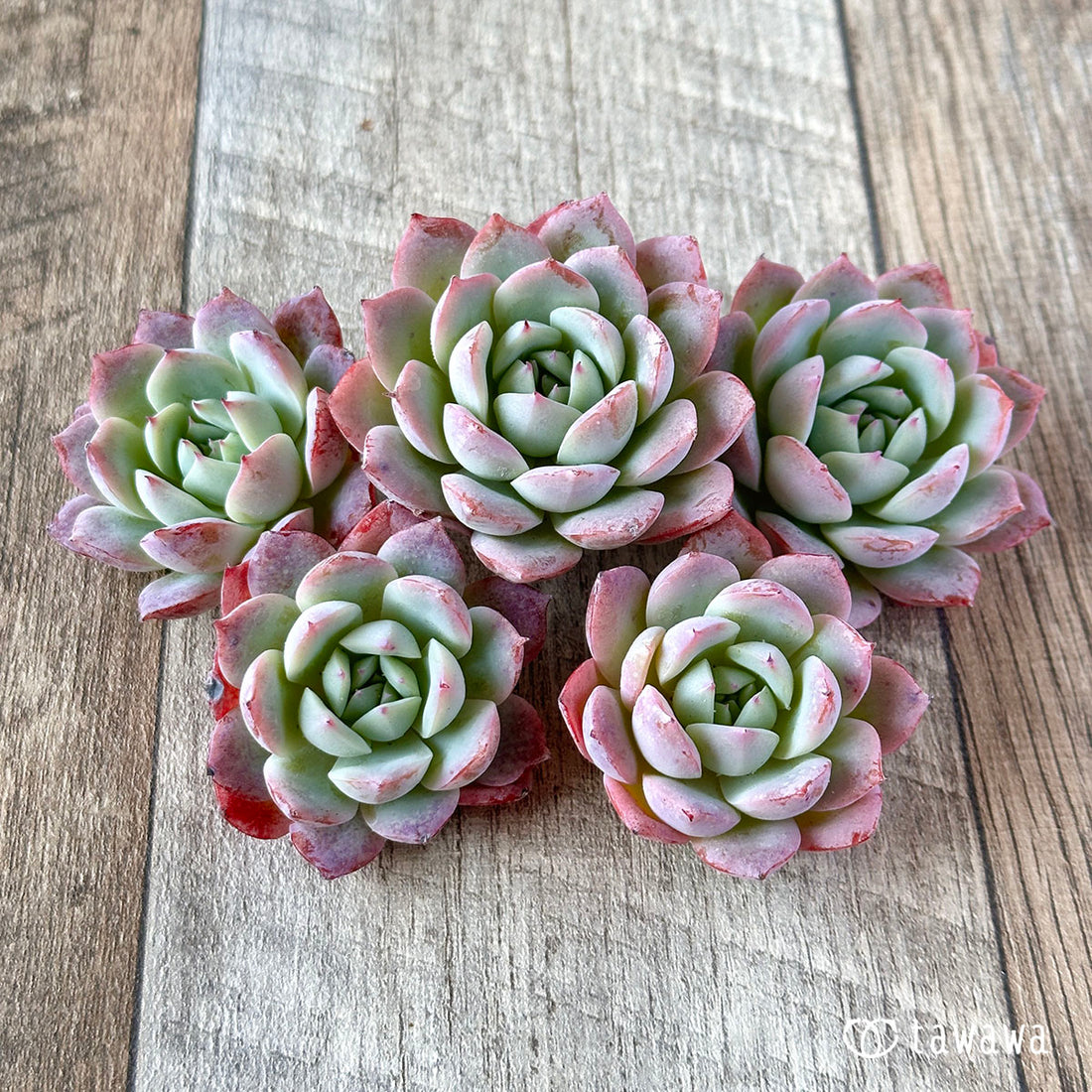 エーピンク(小サイズ)