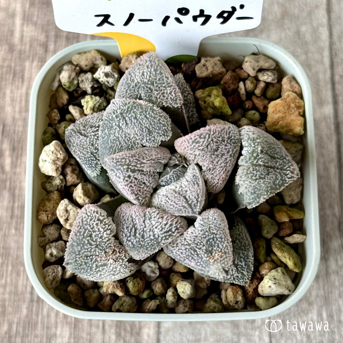スノーパウダー(チャンヒー農園)【tawawaハウス苗】(プレステラ75)