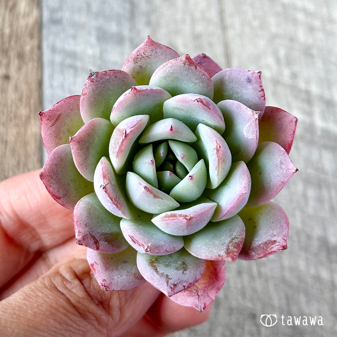 エーピンク(小サイズ)