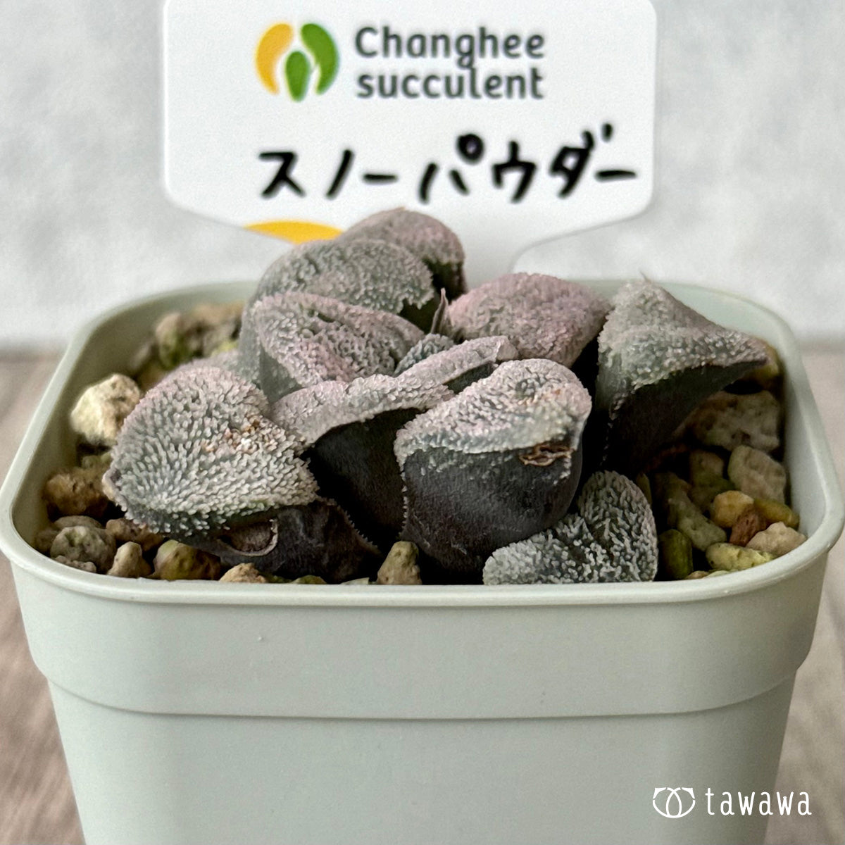 페로몬 (챔피언 모종)