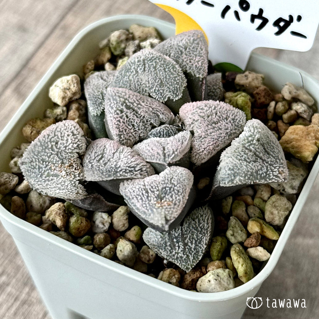 New Arrivals: Ice Green