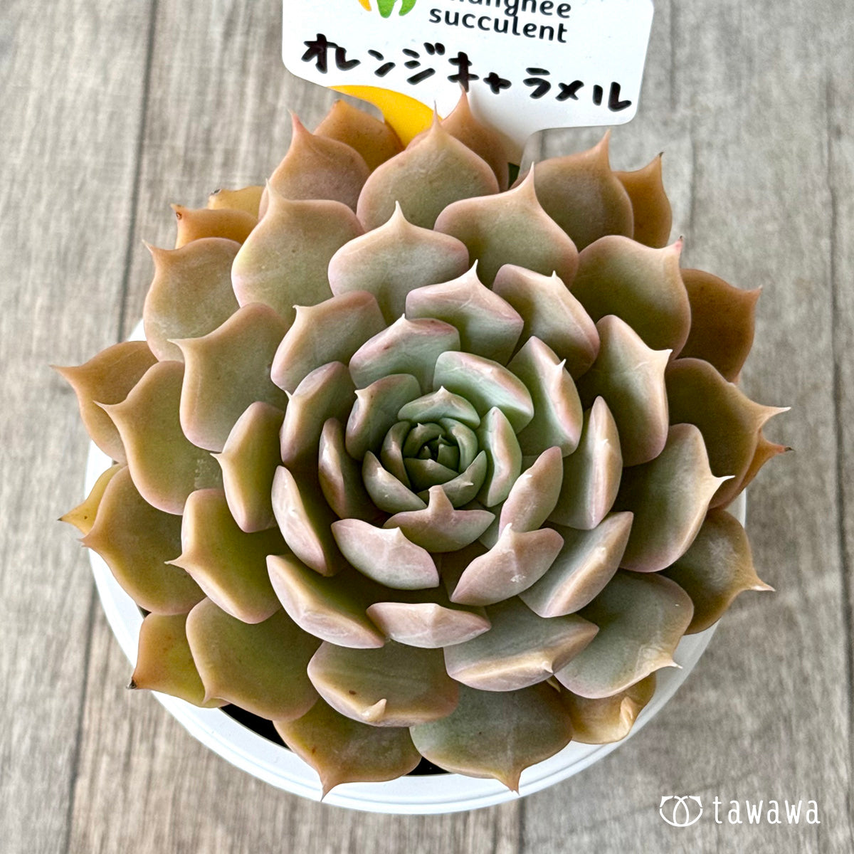 *新発売* オレンジキャラメル(チャンヒー農園)【tawawaハウス苗】(7.5cmポット)