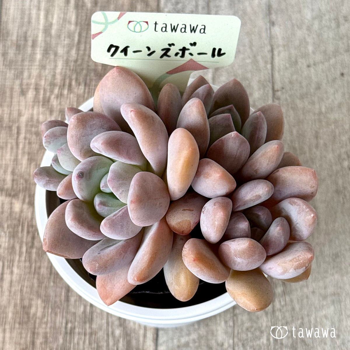 *新発売* クイーンズボール(エアーマジック農園)【tawawaハウス苗】(7.5cmポット)