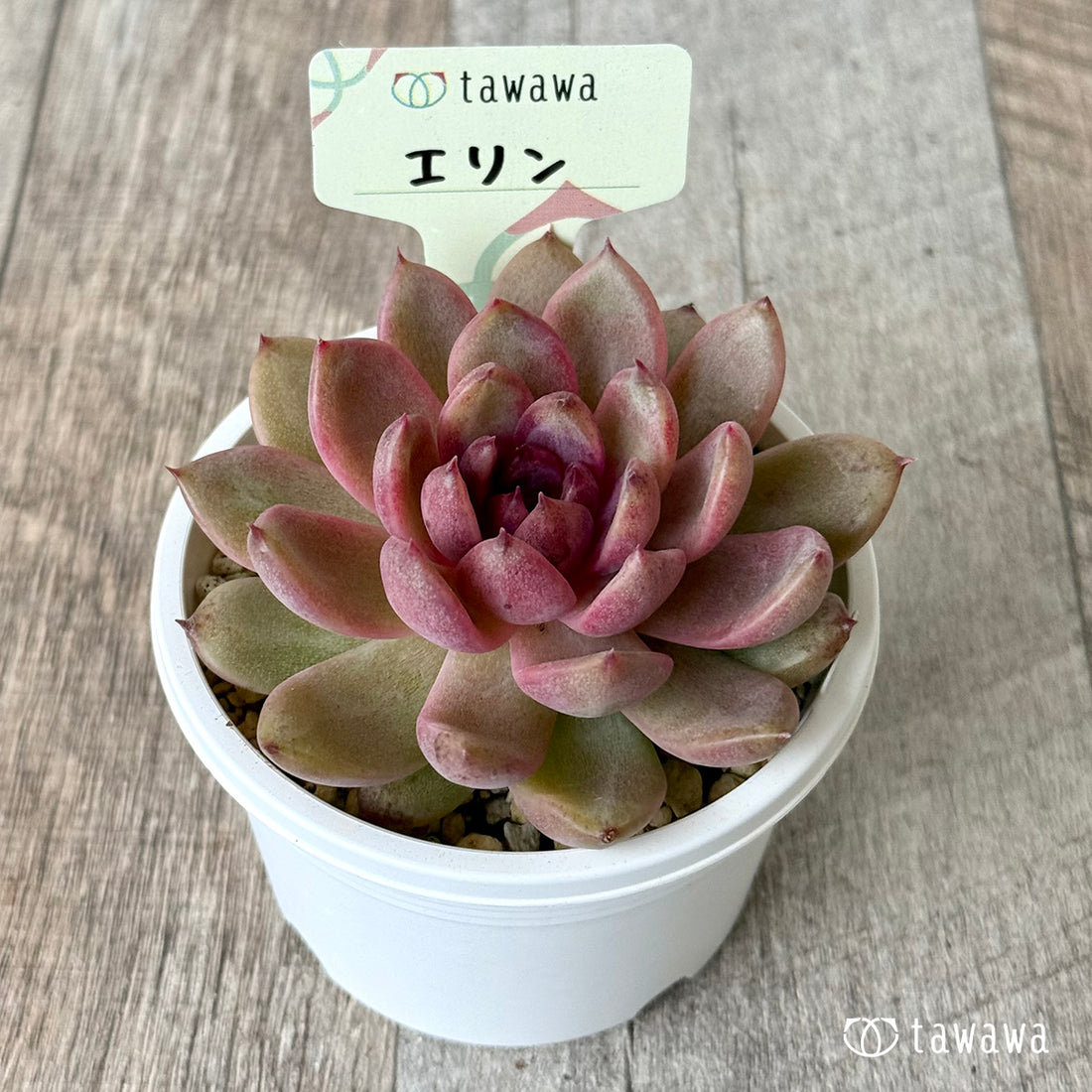 *新発売* エリン【tawawaハウス苗】(A-30s浅鉢)