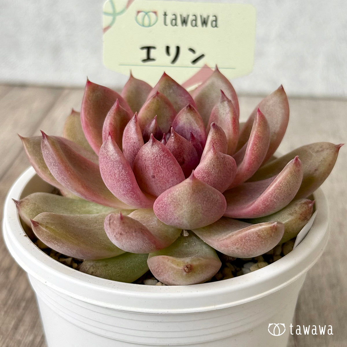 *新発売* エリン【tawawaハウス苗】(A-30s浅鉢)