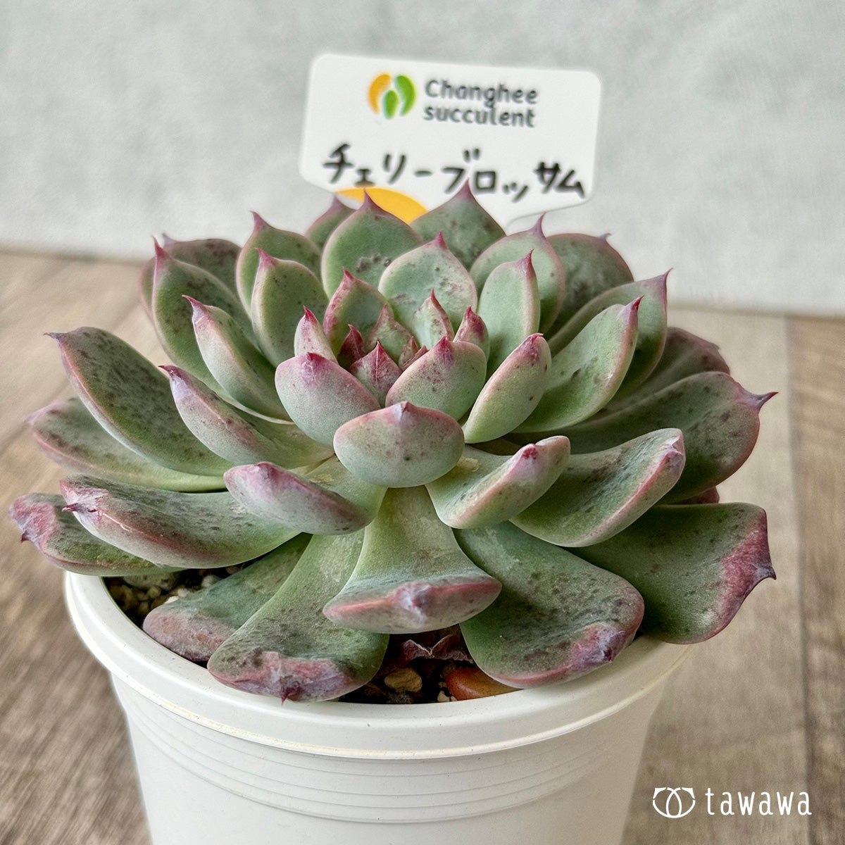 *新発売* チェリーブロッサム (チャンヒー農園)【tawawaハウス苗】(A-30s浅鉢)