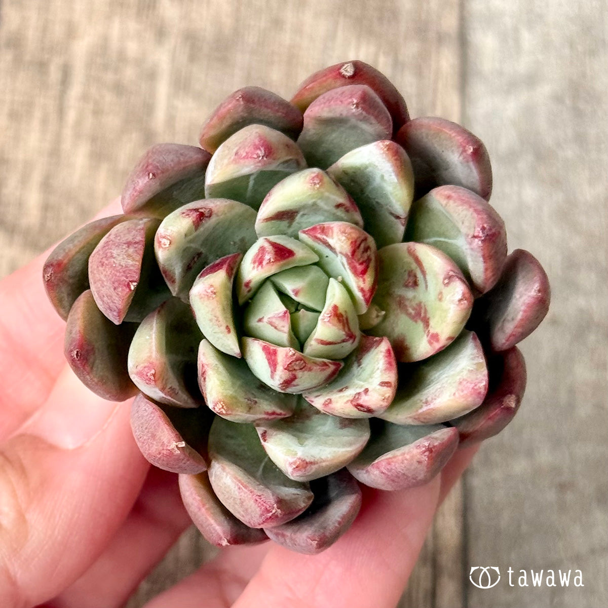 *新入荷* エヴァス(エアーマジック農園苗)