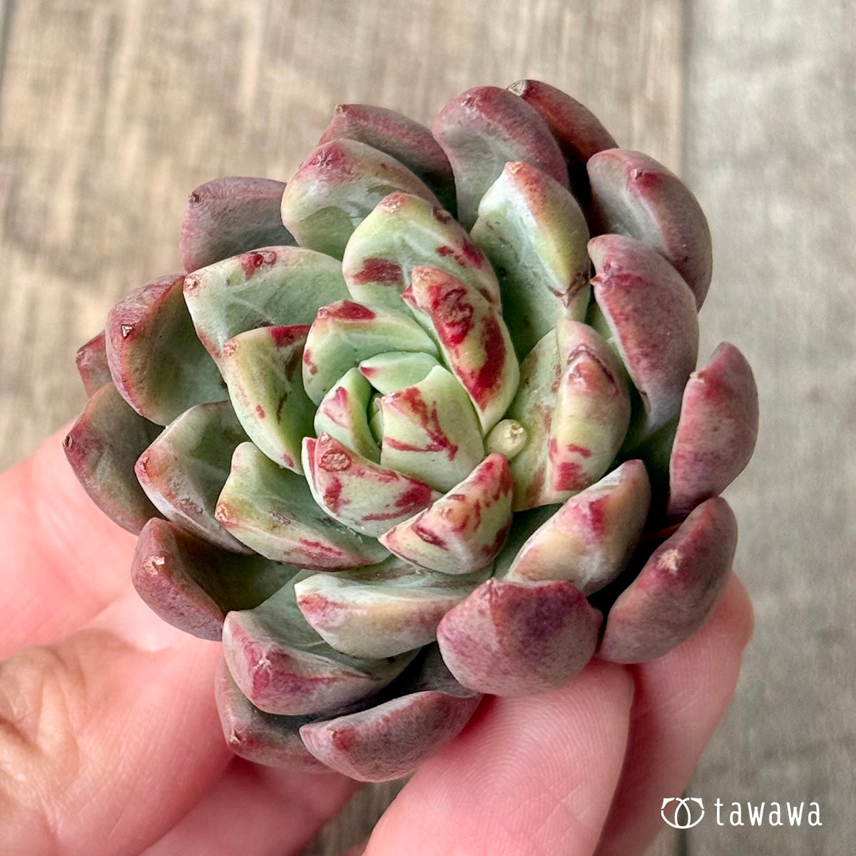 *新入荷* エヴァス(エアーマジック農園苗)