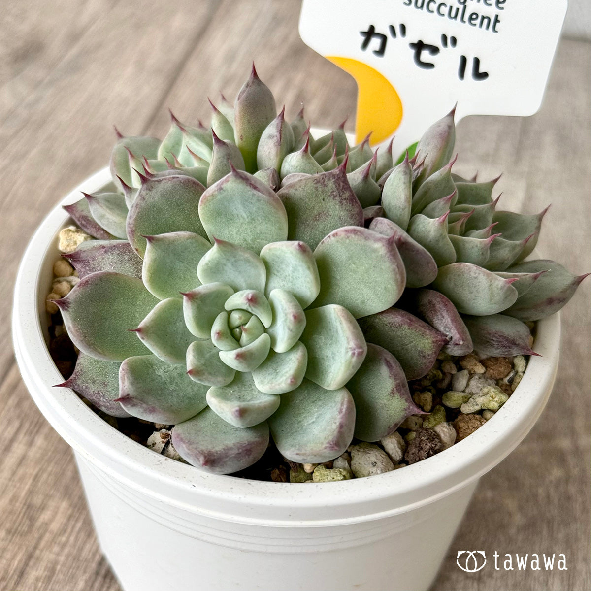 *新発売* ガゼル(チャンヒー農園)【tawawaハウス苗】(A-30s浅鉢)