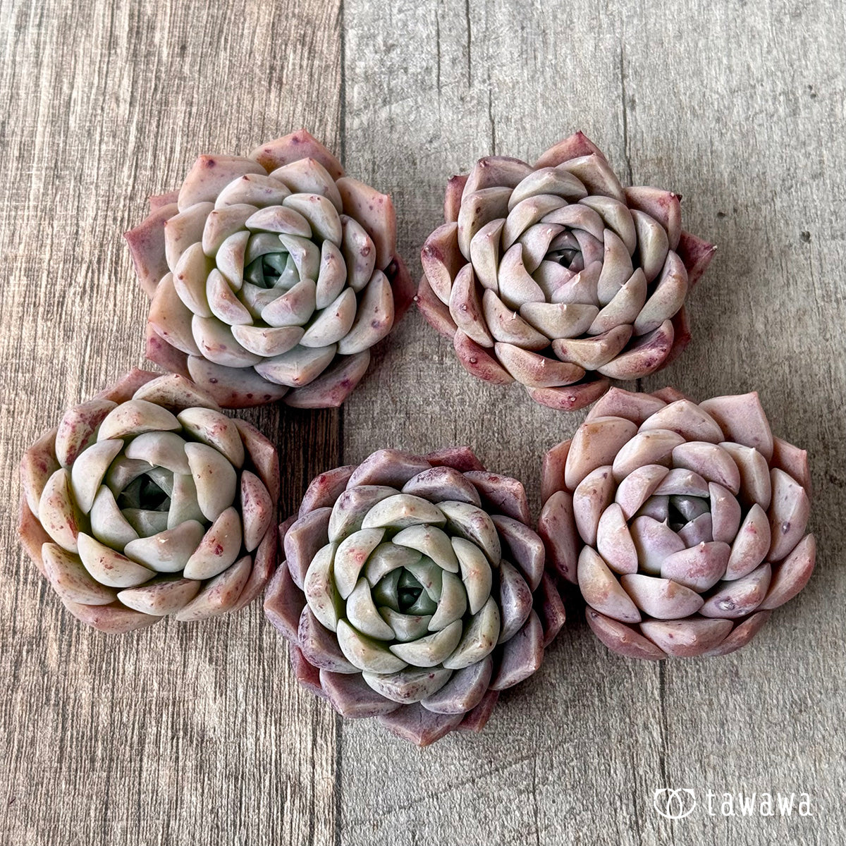 【3/9発売】ファントムオブピンク(エアーマジック苗)