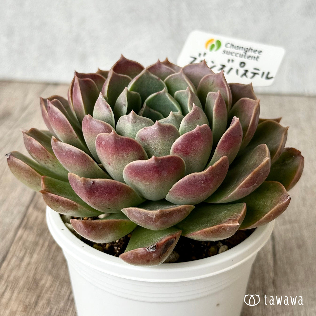 *新発売* ブロンズパステル(チャンヒー農園)【tawawaハウス苗】(A-30s浅鉢)