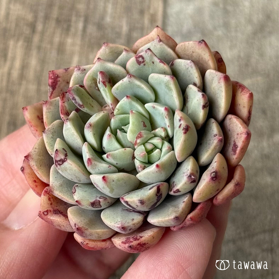 *新入荷* ラフィン(エアーマジック農園苗)