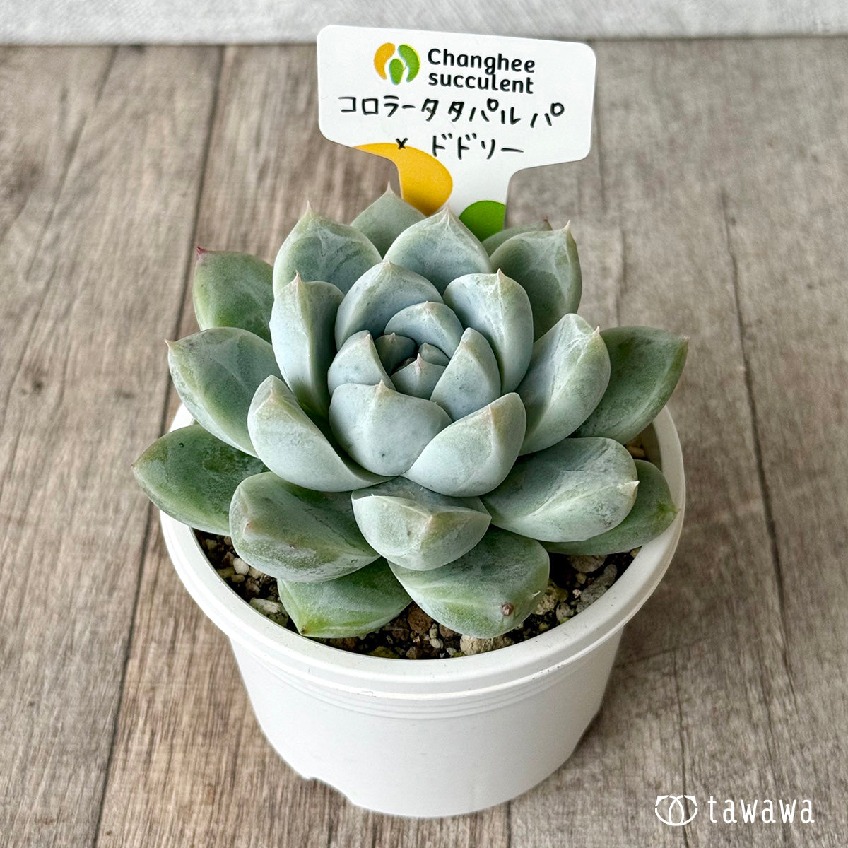 コロラータタパルパ×ドドリー(チャンヒー農園)【tawawaハウス苗】(A-30s浅鉢)