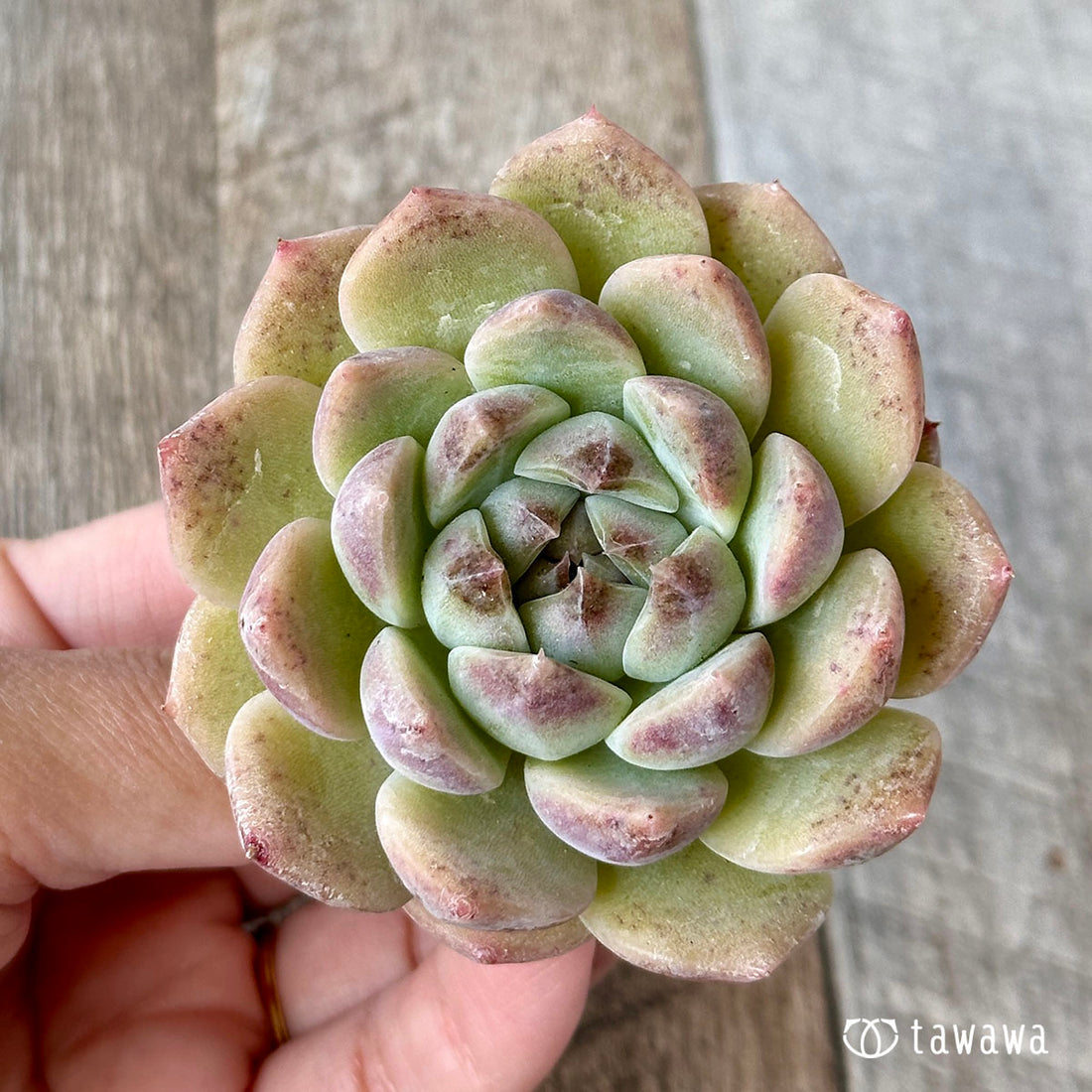 サブコリンボサ×ブラッククイーン(花村農園苗)