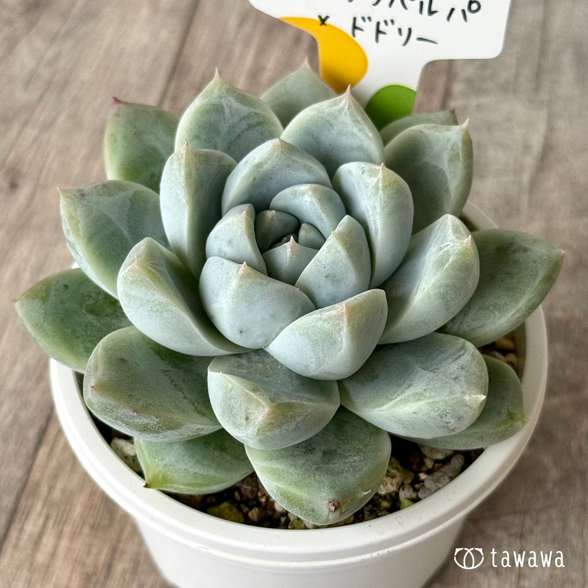 コロラータタパルパ×ドドリー(チャンヒー農園)【tawawaハウス苗】(A-30s浅鉢)