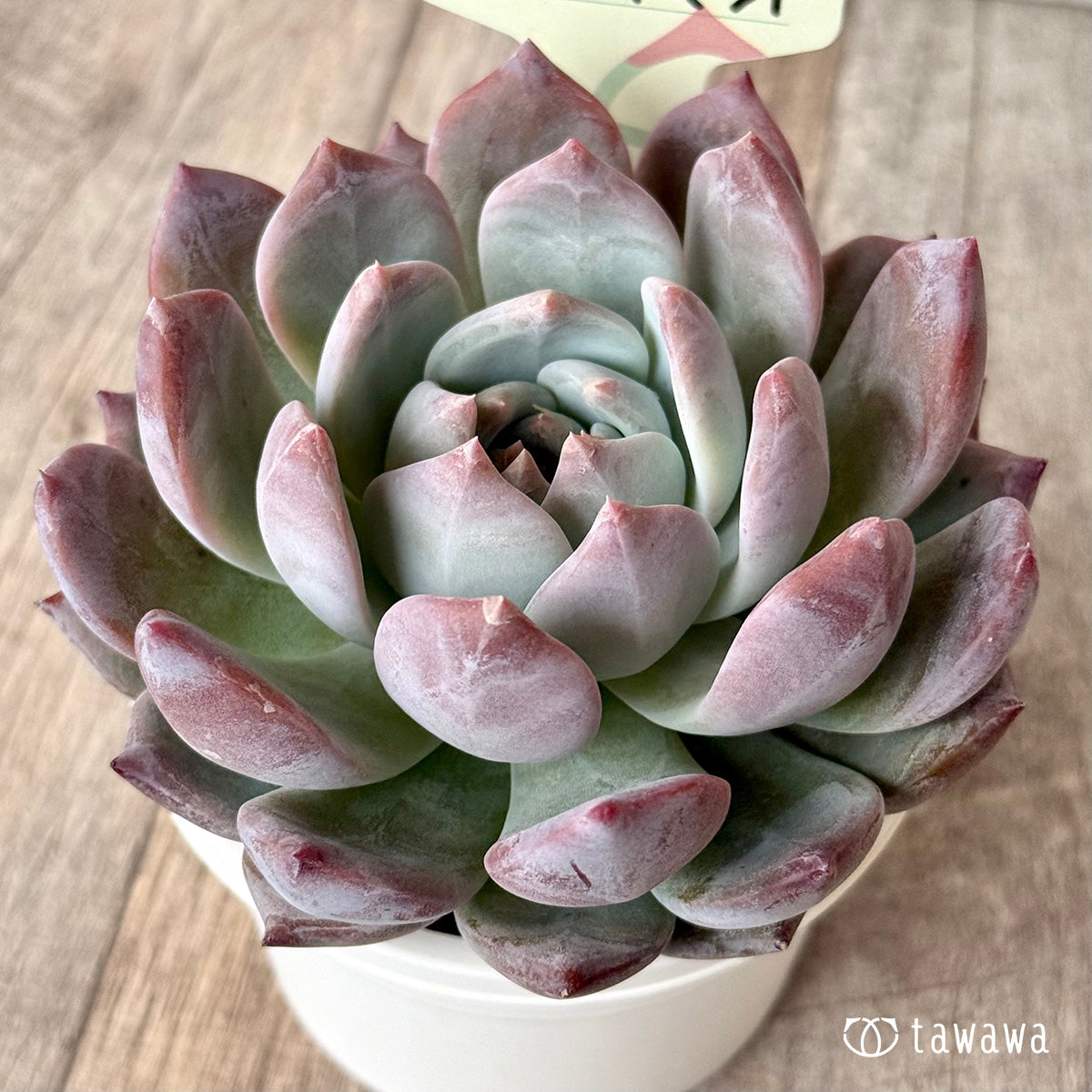 スウィートミント(エアーマジック農園)【tawawaハウス苗】(A-30s浅鉢)