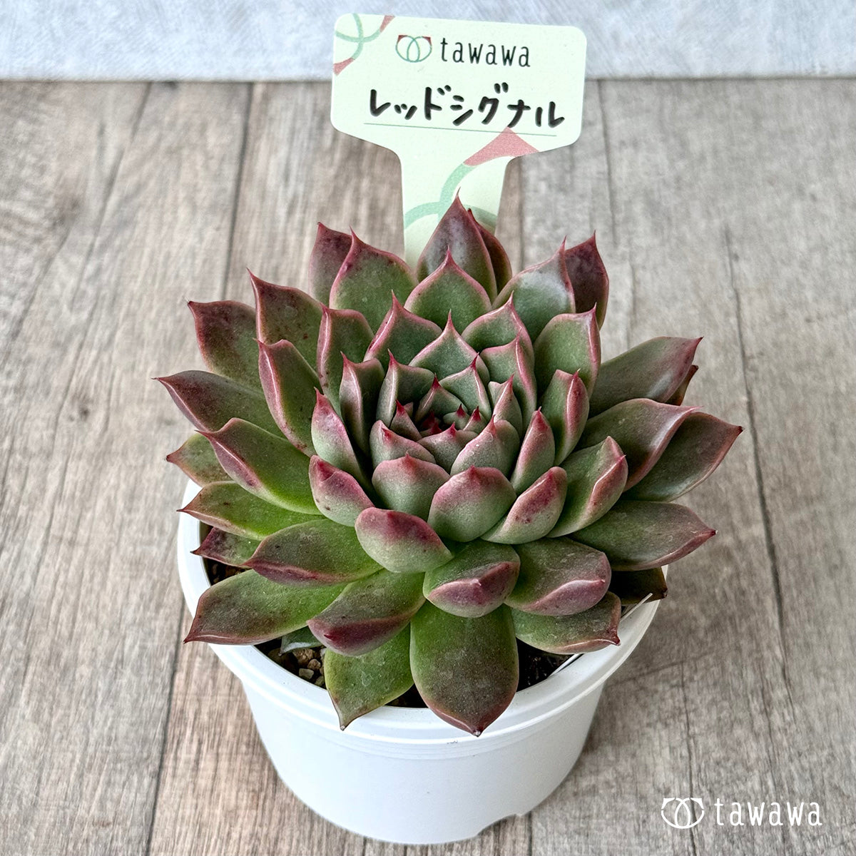 *新発売* レッドシグナル(エアーマジック農園)【tawawaハウス苗】(A-30s浅鉢)