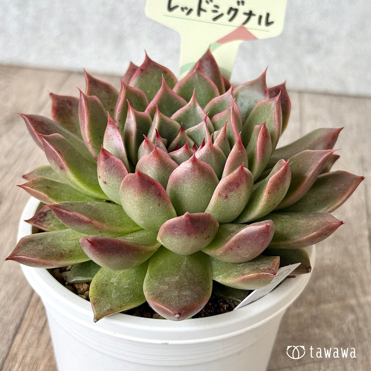 *新発売* レッドシグナル(エアーマジック農園)【tawawaハウス苗】(A-30s浅鉢)