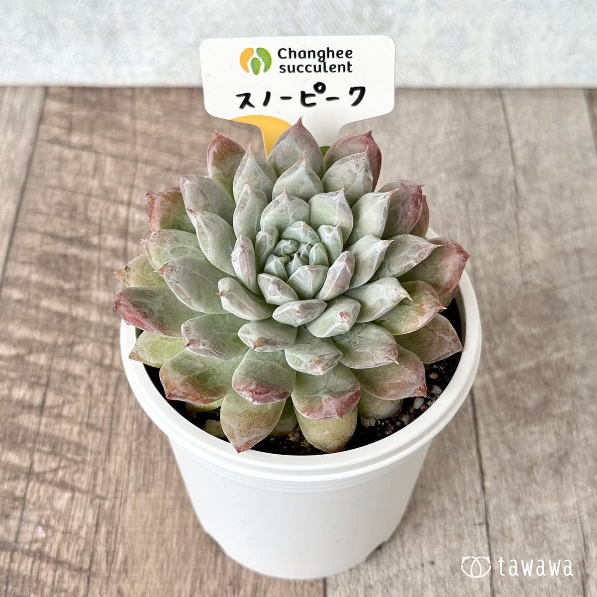 スノーピーク(チャンヒー農園)【tawawaハウス苗】(7.5cmポット)