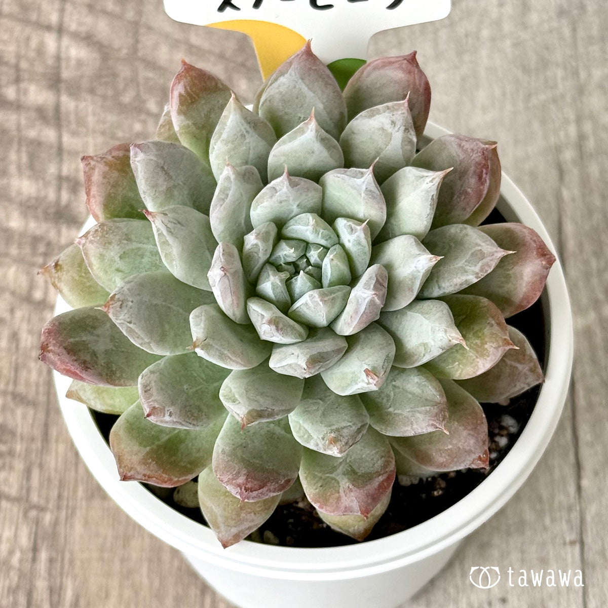 スノーピーク(チャンヒー農園)【tawawaハウス苗】(7.5cmポット)