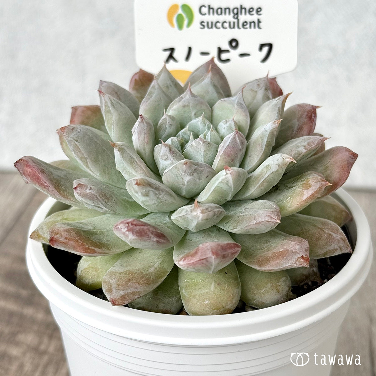 スノーピーク(チャンヒー農園)【tawawaハウス苗】(7.5cmポット)