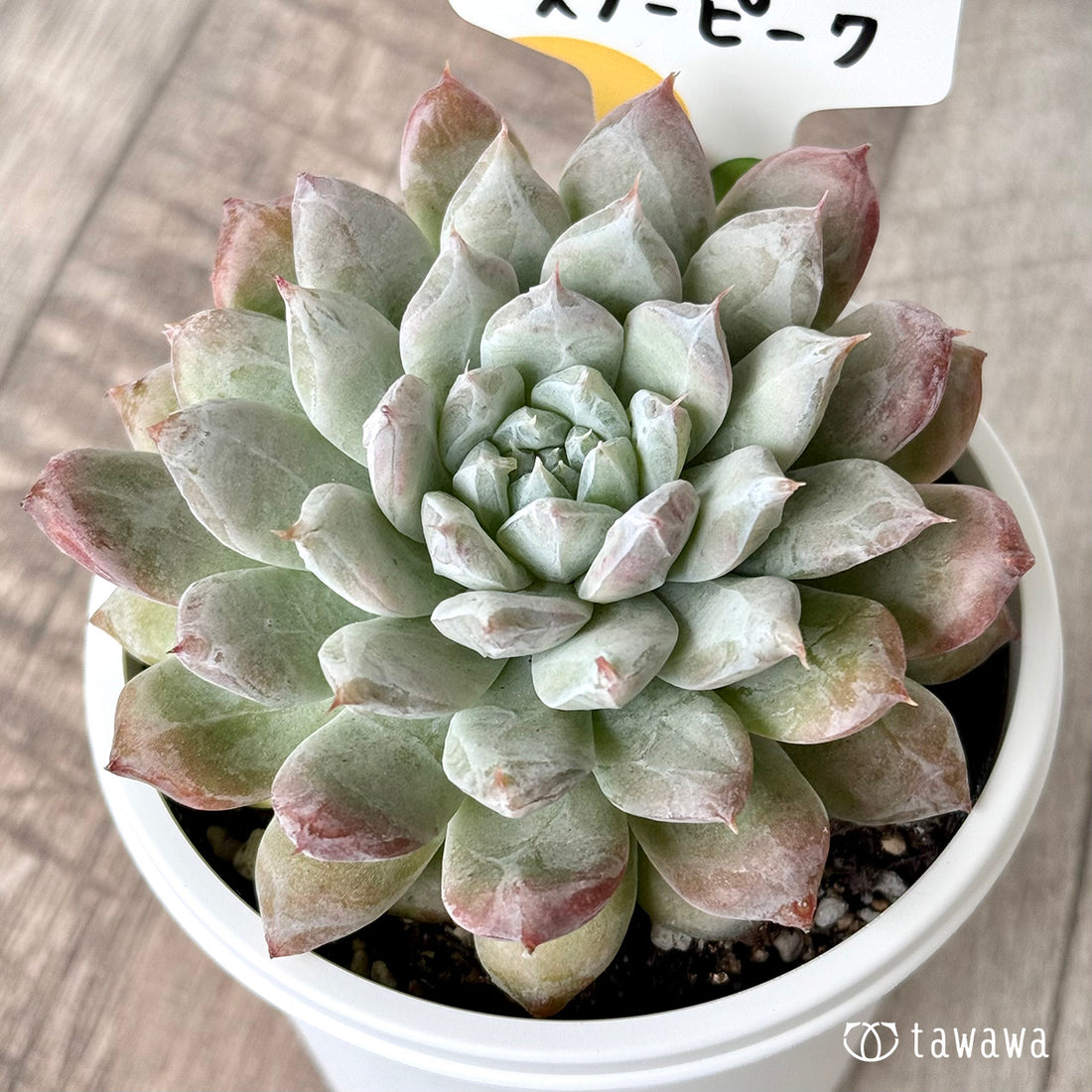 スノーピーク(チャンヒー農園)【tawawaハウス苗】(7.5cmポット)