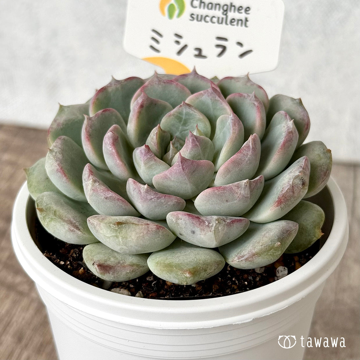 *新発売* ミシュラン(チャンヒー農園)【tawawaハウス苗】(7.5cmポット)