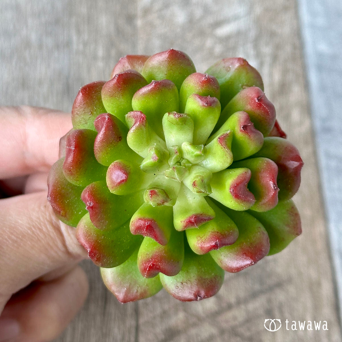 スピナ