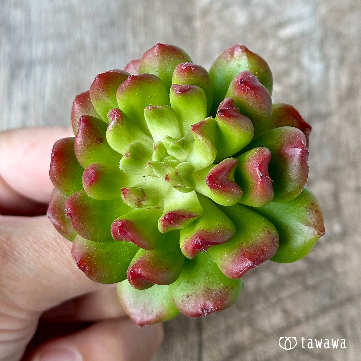 スピナ