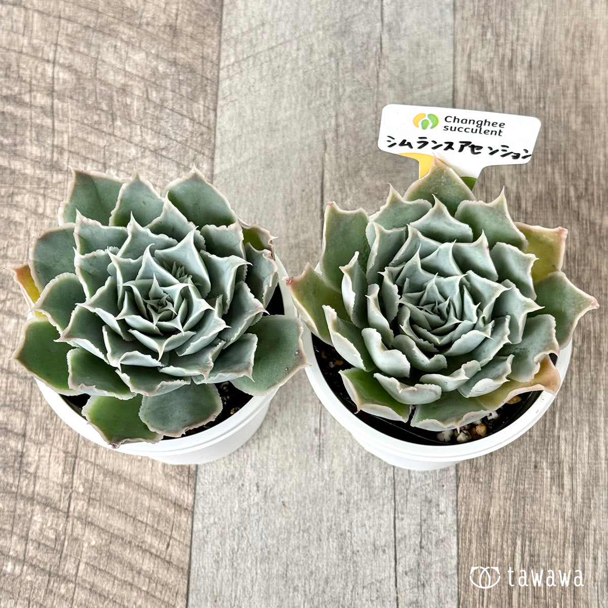 *新発売* 原種シムランスアセンション(チャンヒー農園 )【tawawaハウス苗】(7.5cmポット)