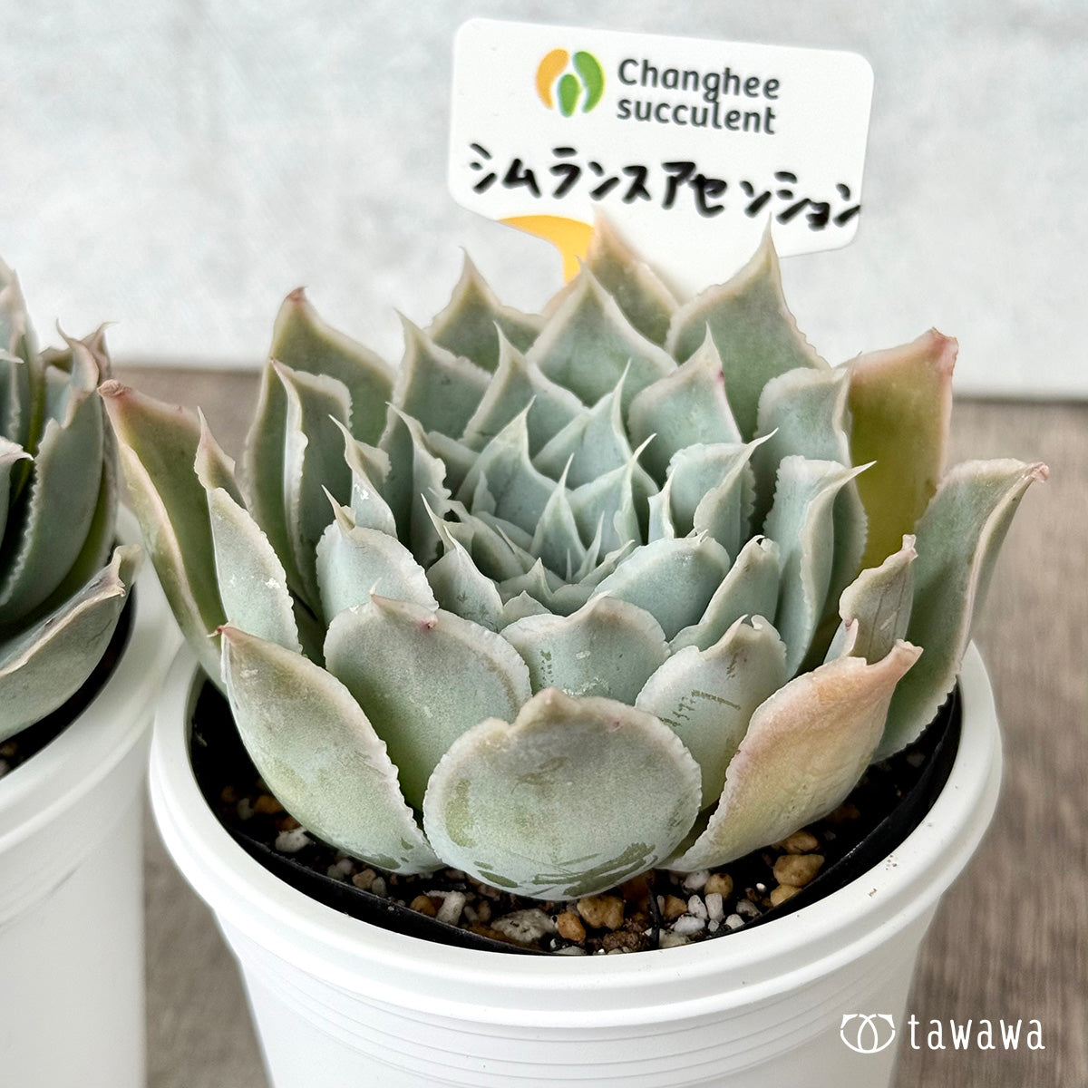 *新発売* 原種シムランスアセンション(チャンヒー農園 )【tawawaハウス苗】(7.5cmポット)